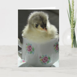 Blue Cochin Chick in Teacup Kaart