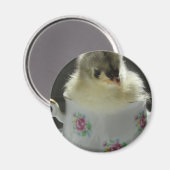 Blue Cochin Chick in Teacup Magneet (Voorkant / Achterkant)