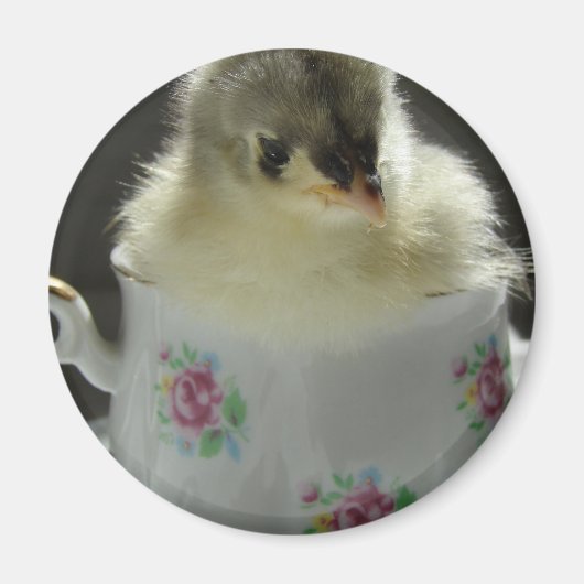 Blue Cochin Chick in Teacup Magneet (Voorkant)