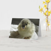 Blue Cochin Chick Kaart (Gele Bloem)