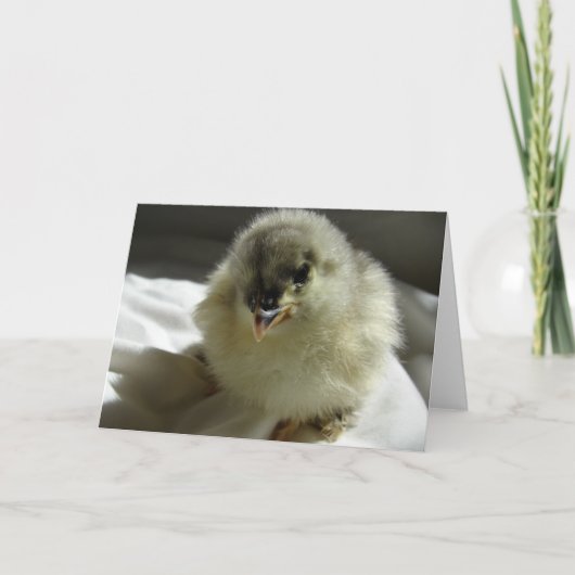 Blue Cochin Chick Kaart (Voorkant)