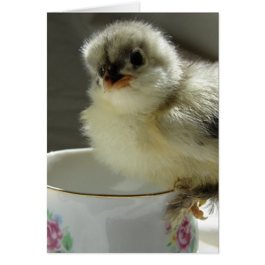 Blue Cochin Chick op Teacup (Voorkant)