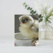 Blue Cochin Chick op Teacup Briefkaart (Staand voorkant)