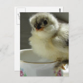 Blue Cochin Chick op Teacup Briefkaart (Voorkant / Achterkant)