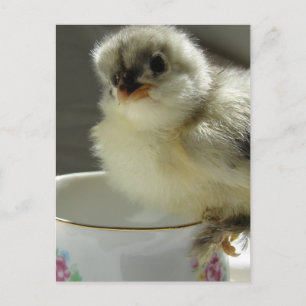 Blue Cochin Chick op Teacup Briefkaart