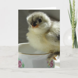 Blue Cochin Chick op Teacup Kaart