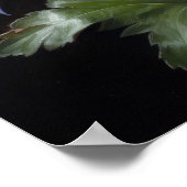 Blue Columbine Flowers Art Print Poster (Hoek)