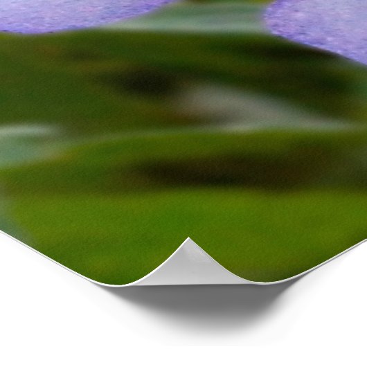 Blue Columbine Poster (Hoek)