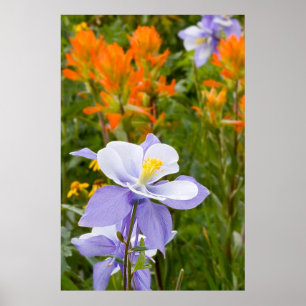 Blue Columbine Poster