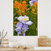 Blue Columbine Poster (Keuken)
