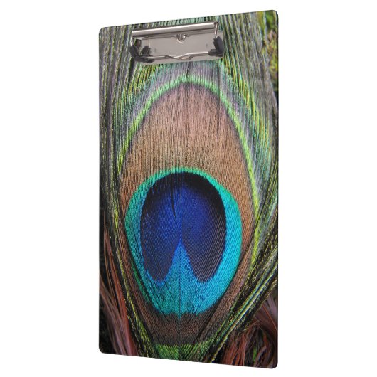 Blue Copper Peacock Feather Close-up Klembord (Links)