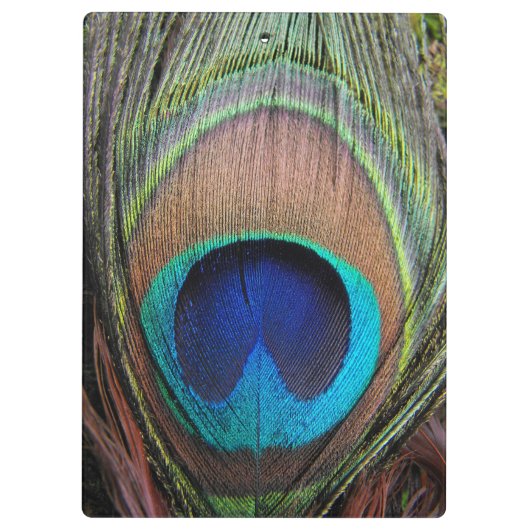 Blue Copper Peacock Feather Close-up Klembord (Achterkant)