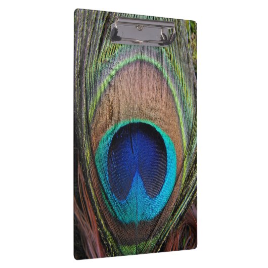 Blue Copper Peacock Feather Close-up Klembord (Rechts)