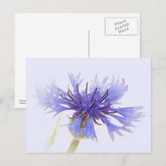 Blue Cornflower Foto - Briefkaart (Voorkant / Achterkant)