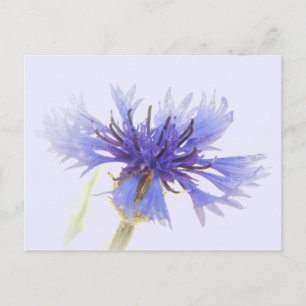 Blue Cornflower Foto - Briefkaart