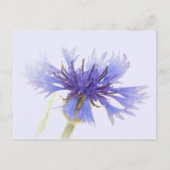 Blue Cornflower Foto - Briefkaart (Voorkant)