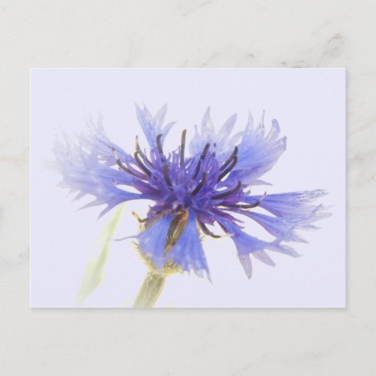 Blue Cornflower Foto - Briefkaart (Voorkant)