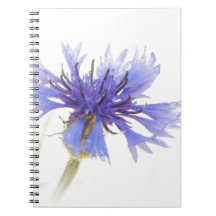 Blue Cornflower Foto -