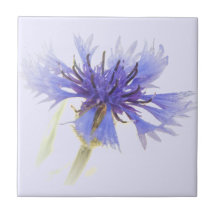 Blue Cornflower Foto -