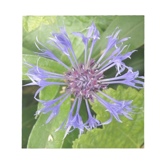 Blue Cornflower-laptop Notitieblok (Voorkant)