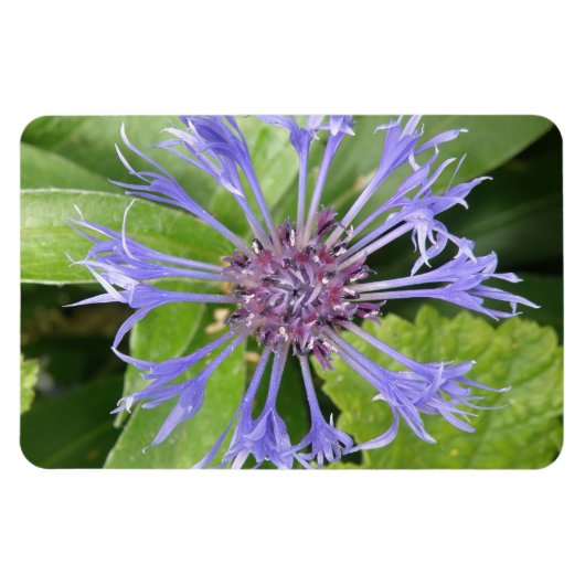 Blue Cornflower Premium Magnet Magneet (Horizontaal)
