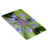 Blue Cornflower Premium Magnet Magneet (Rechterzijde)