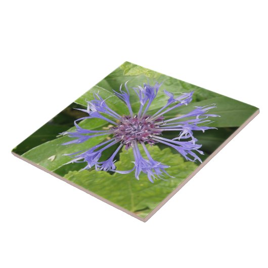 Blue Cornflower Tile Tegeltje (Zijkant)