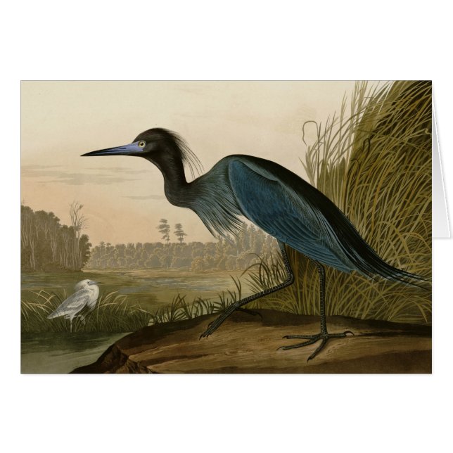 Blue Crane Heron Audubon Painting (Voorkant Horizontaal)