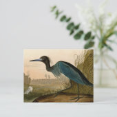 Blue Crane Heron Audubon Painting Briefkaart (Staand voorkant)