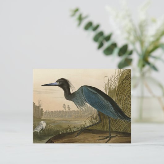 Blue Crane Heron Audubon Painting Briefkaart (Staand voorkant)