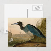 Blue Crane Heron Audubon Painting Briefkaart (Voorkant / Achterkant)