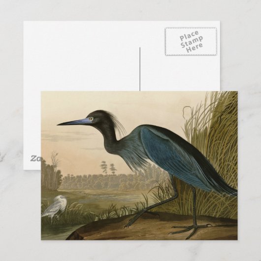 Blue Crane Heron Audubon Painting Briefkaart (Voorkant / Achterkant)