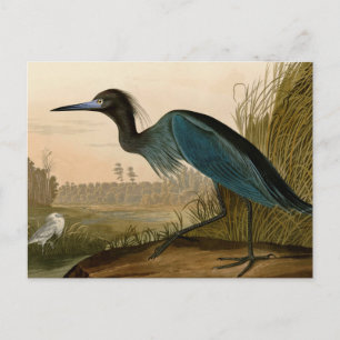 Blue Crane Heron Audubon Painting Briefkaart