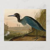 Blue Crane Heron Audubon Painting Briefkaart (Voorkant)