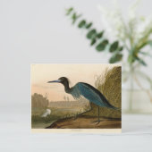 Blue Crane Heron Audubon Painting Briefkaart (Staand voorkant)