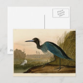 Blue Crane Heron Audubon Painting Briefkaart (Voorkant / Achterkant)