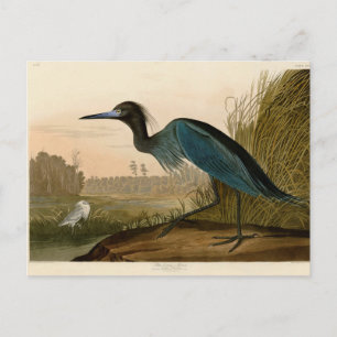 Blue Crane Heron Audubon Painting Briefkaart