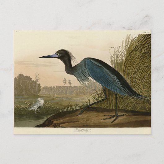 Blue Crane Heron Audubon Painting Briefkaart (Voorkant)