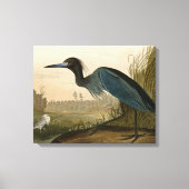 Blue Crane Heron Audubon Painting Canvas Afdruk (Voorkant)