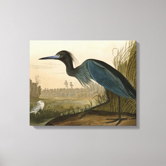 Blue Crane Heron Audubon Painting Canvas Afdruk (Voorkant)