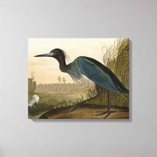 Blue Crane Heron Audubon Painting Canvas Afdruk (Voorkant)