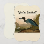 Blue Crane Heron Audubon Painting Kaart (Voorkant / Achterkant)