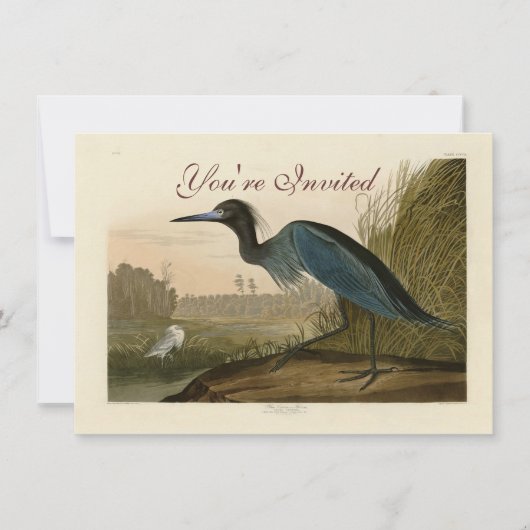 Blue Crane Heron Audubon Painting Kaart (Voorkant)