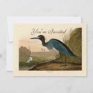 Blue Crane Heron Audubon Painting Kaart