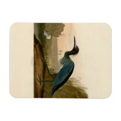 Blue Crane Heron Audubon Painting Magneet (Horizontaal)