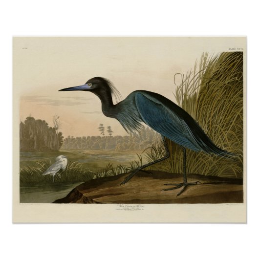 Blue Crane Heron Audubon Painting Perfect Poster (Voorkant)