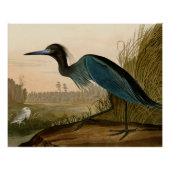 Blue Crane Heron Audubon Painting Perfect Poster (Voorkant)
