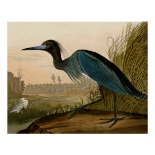 Blue Crane Heron Audubon Painting Perfect Poster