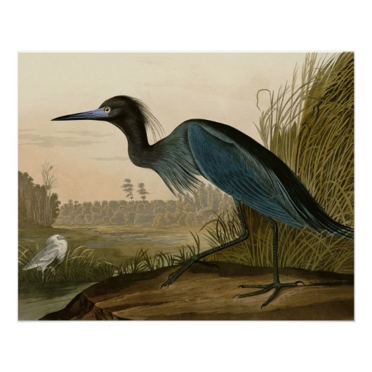 Blue Crane Heron Audubon Painting Perfect Poster (Voorkant)