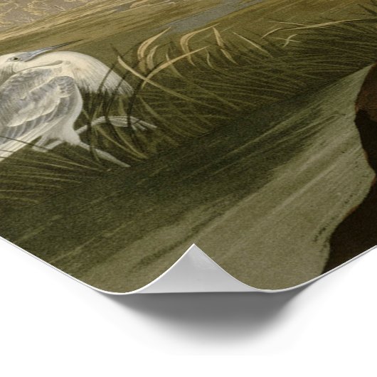 Blue Crane Heron Audubon Painting Poster (Hoek)